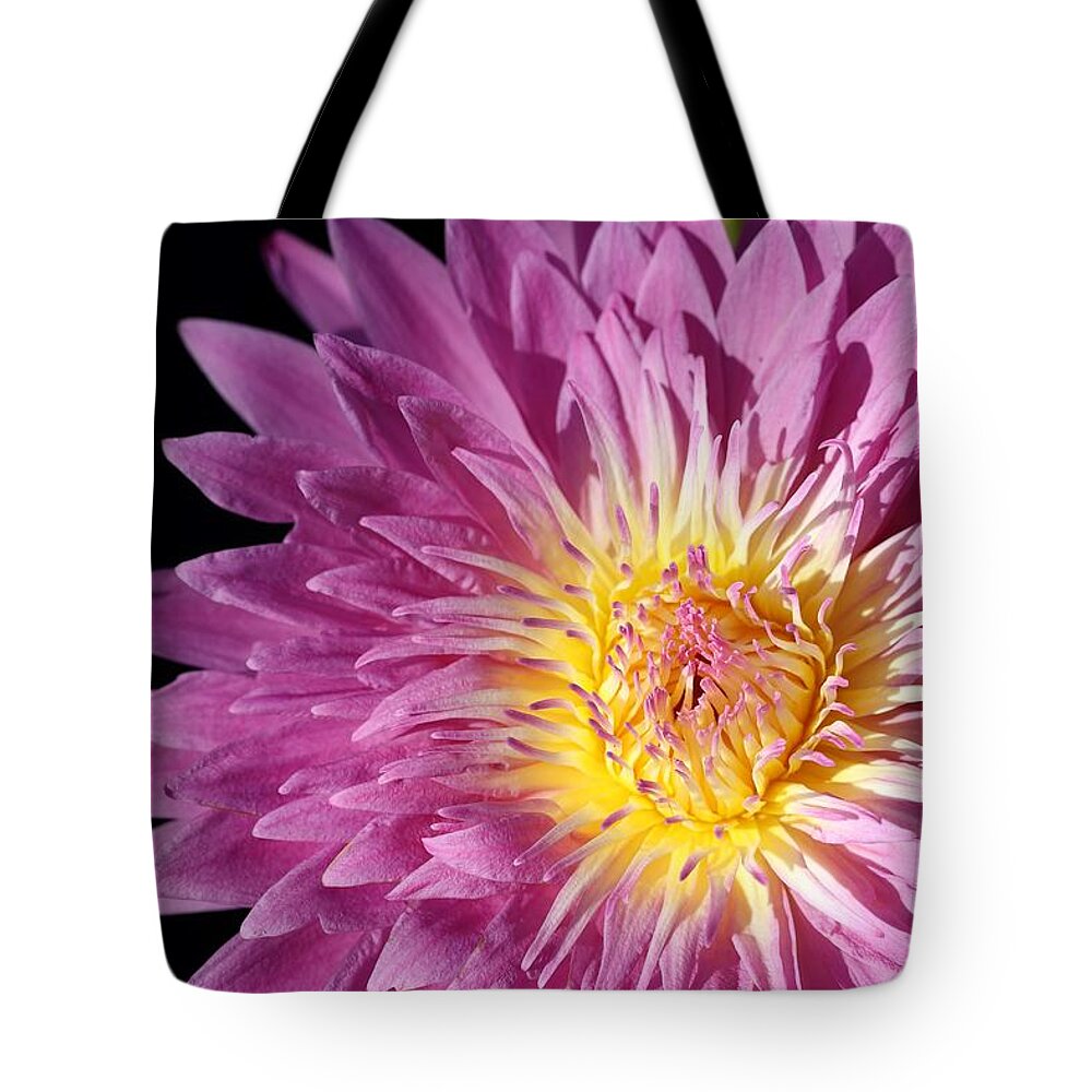 Water Lily Tote Bag featuring the photograph Pink Splendor by Mingming Jiang