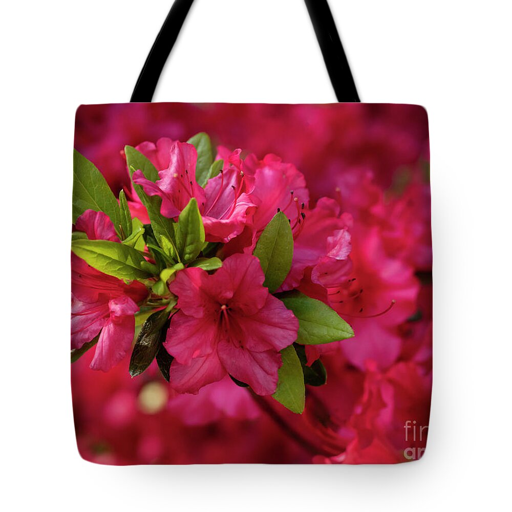 Azaleas Tote Bag featuring the photograph Pink Wave by Reynaldo BRIGANTTY