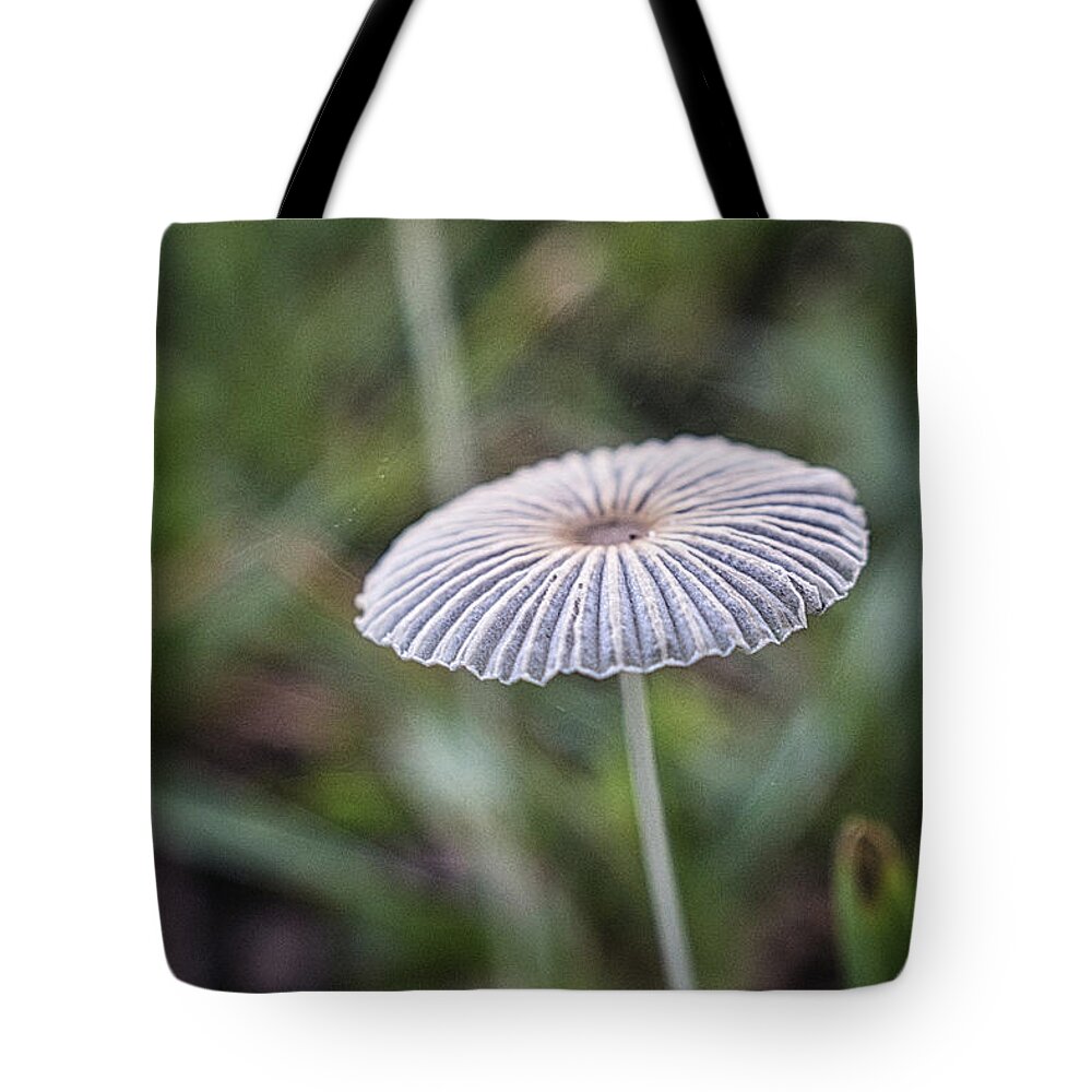 Fungus Tote Bag featuring the photograph Pleated Inkcap Mushroom by Portia Olaughlin