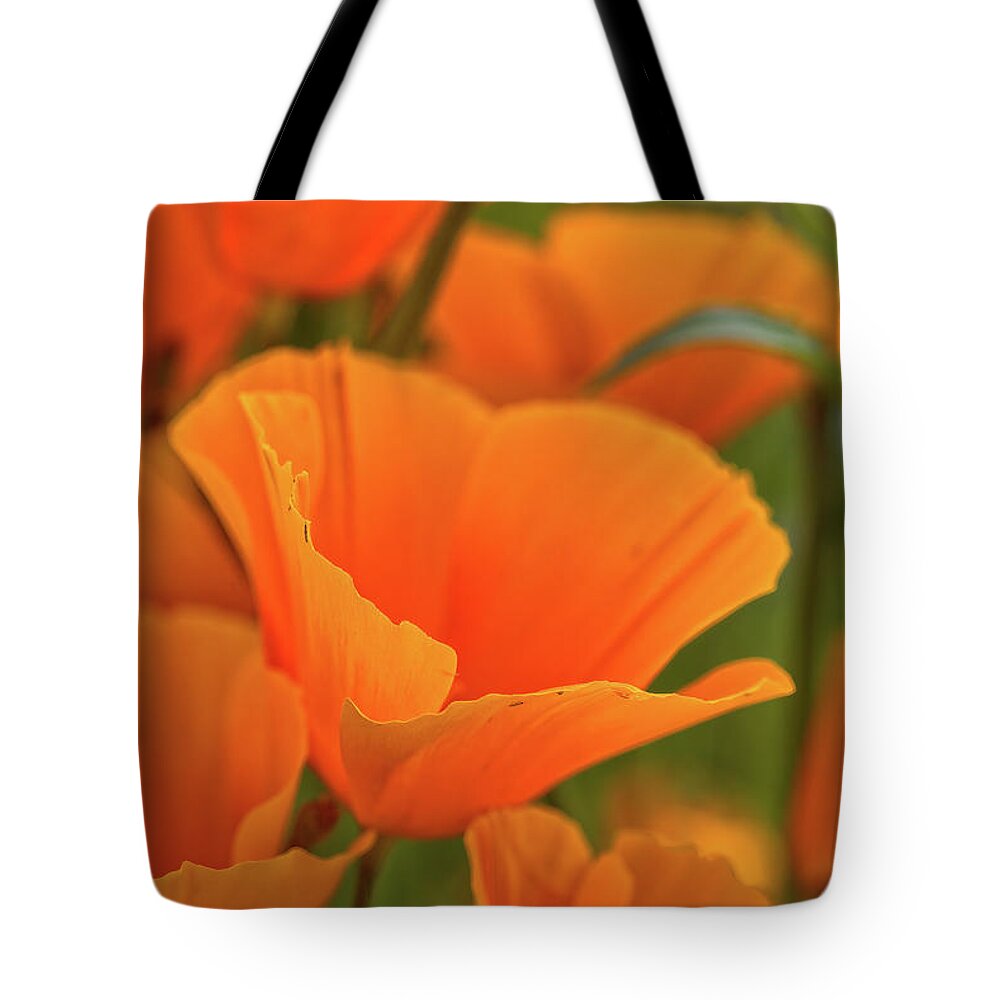 Mexican Poppies Tote Bag featuring the photograph Poppies by Bob Falcone