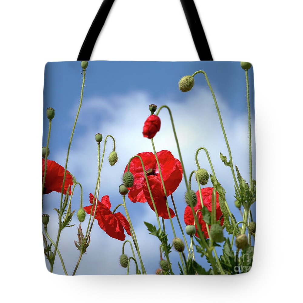Poppies Tote Bag featuring the photograph Poppy Art by Baggieoldboy