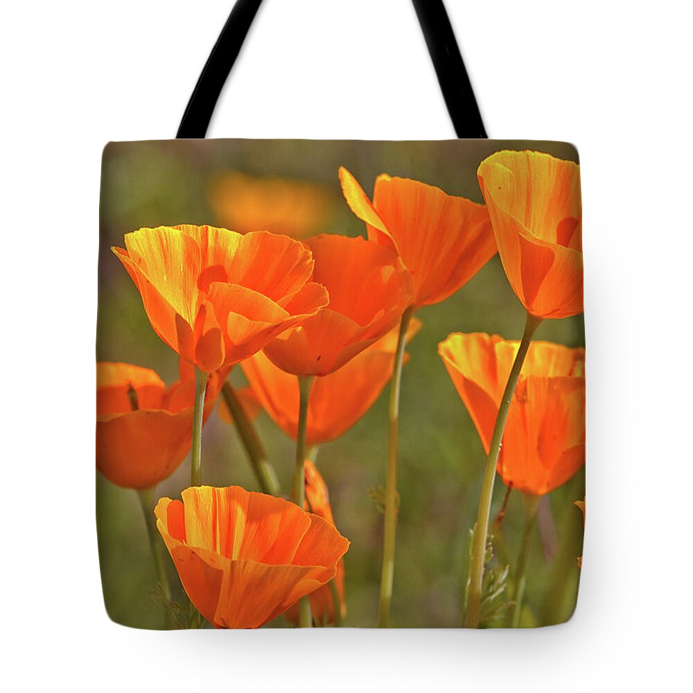 Poppies Tote Bag featuring the photograph Poppy Bouquet by Bob Falcone