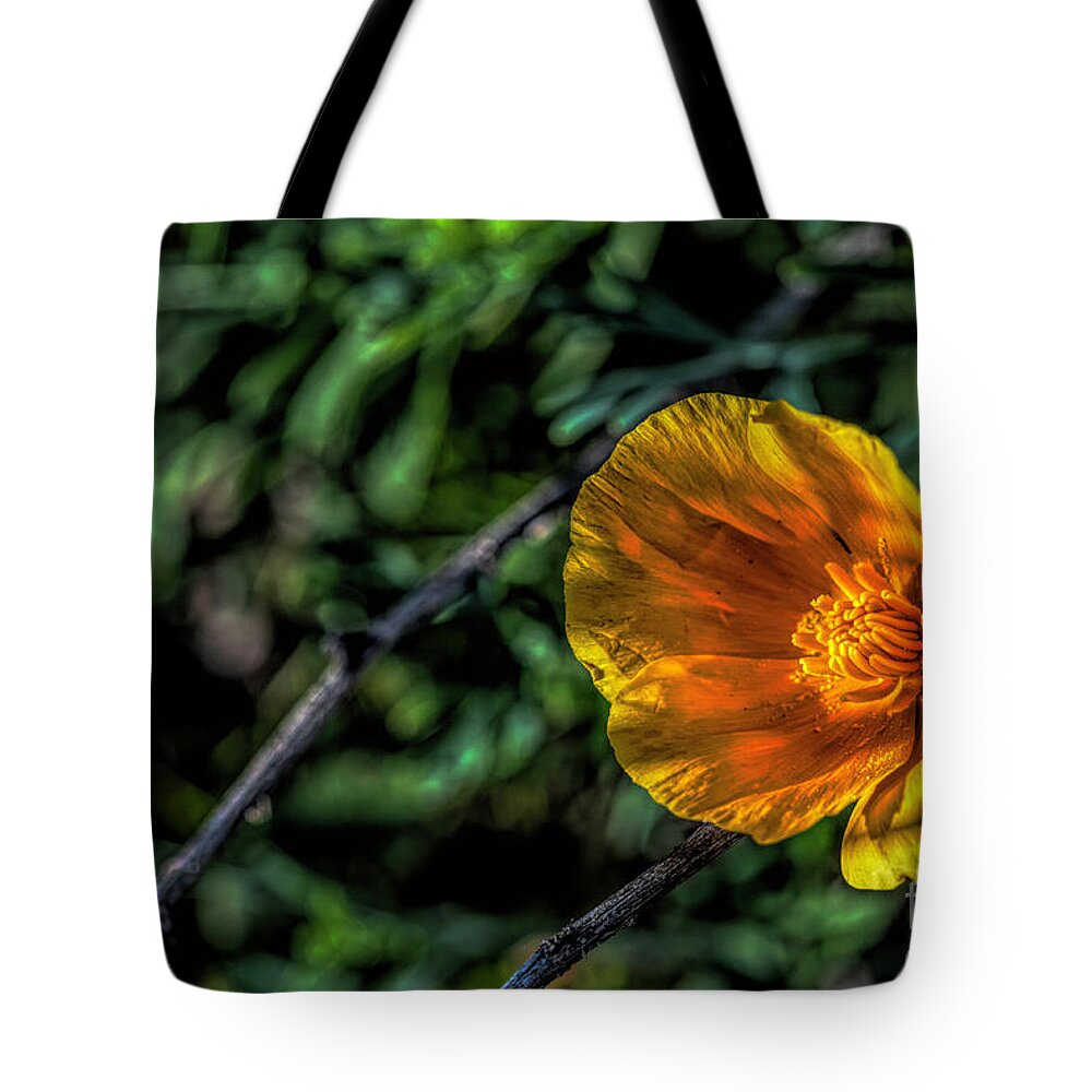 Wildflowers Tote Bag featuring the photograph Poppy Corner by Pamela Dunn-Parrish