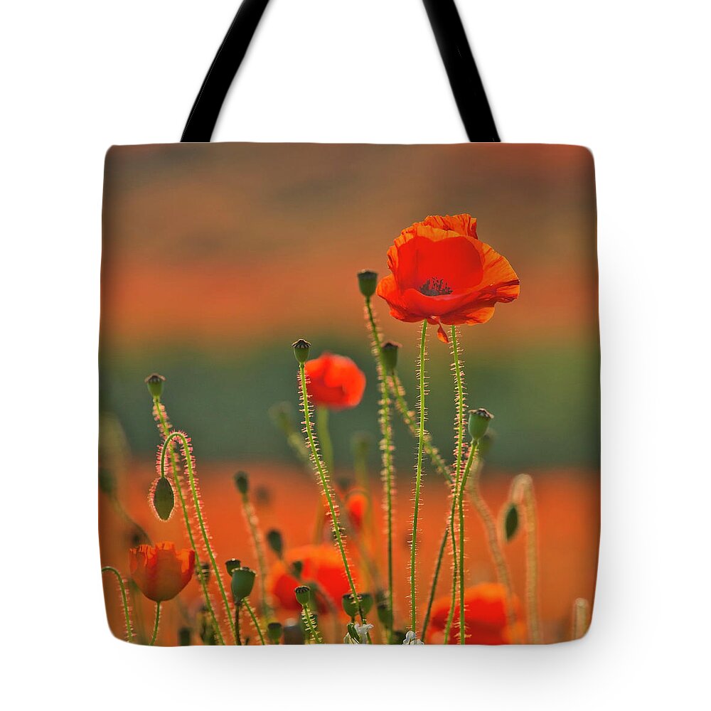 Landscape Tote Bag featuring the photograph Poppy field 6 by Remigiusz MARCZAK