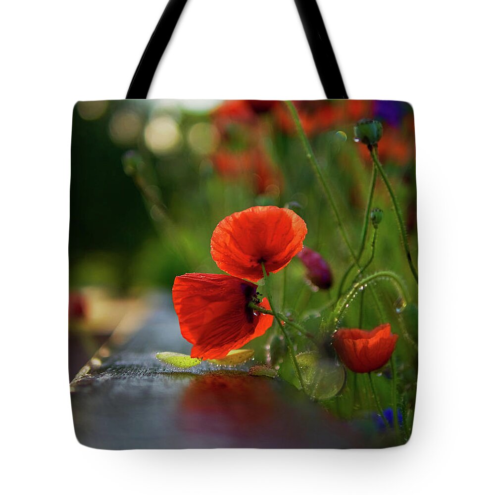 Poppies Tote Bag featuring the photograph Poppy Sunrise by Rachel Morrison