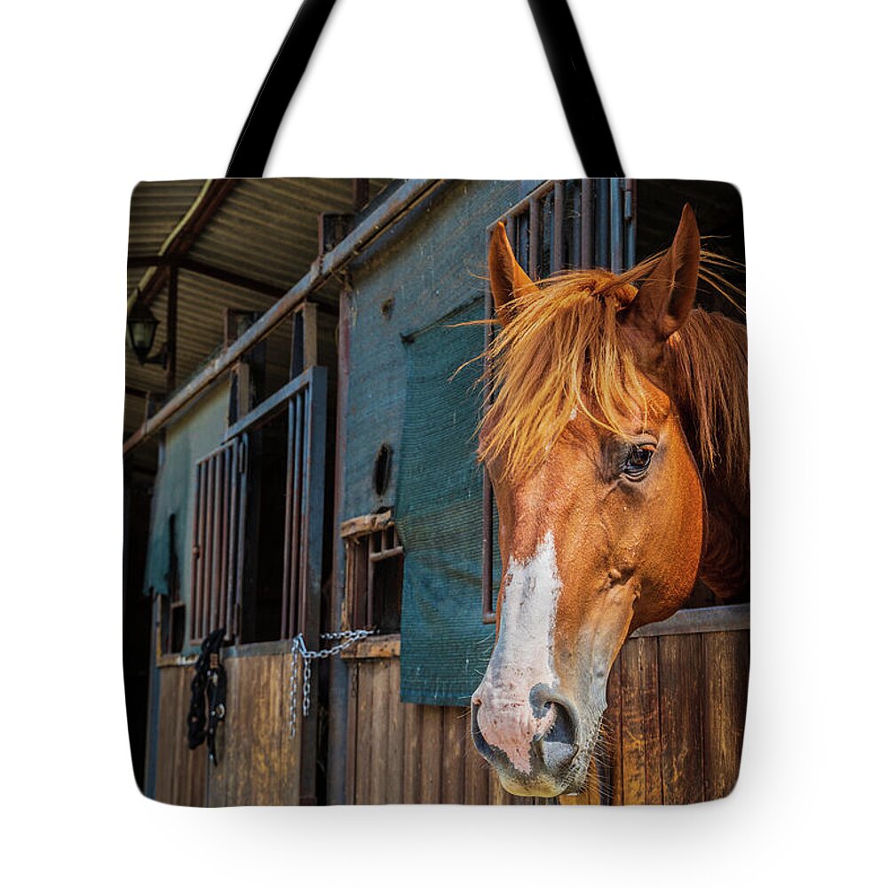 Horse Tote Bag featuring the photograph Portrait of a brown horse by Fabiano Di Paolo
