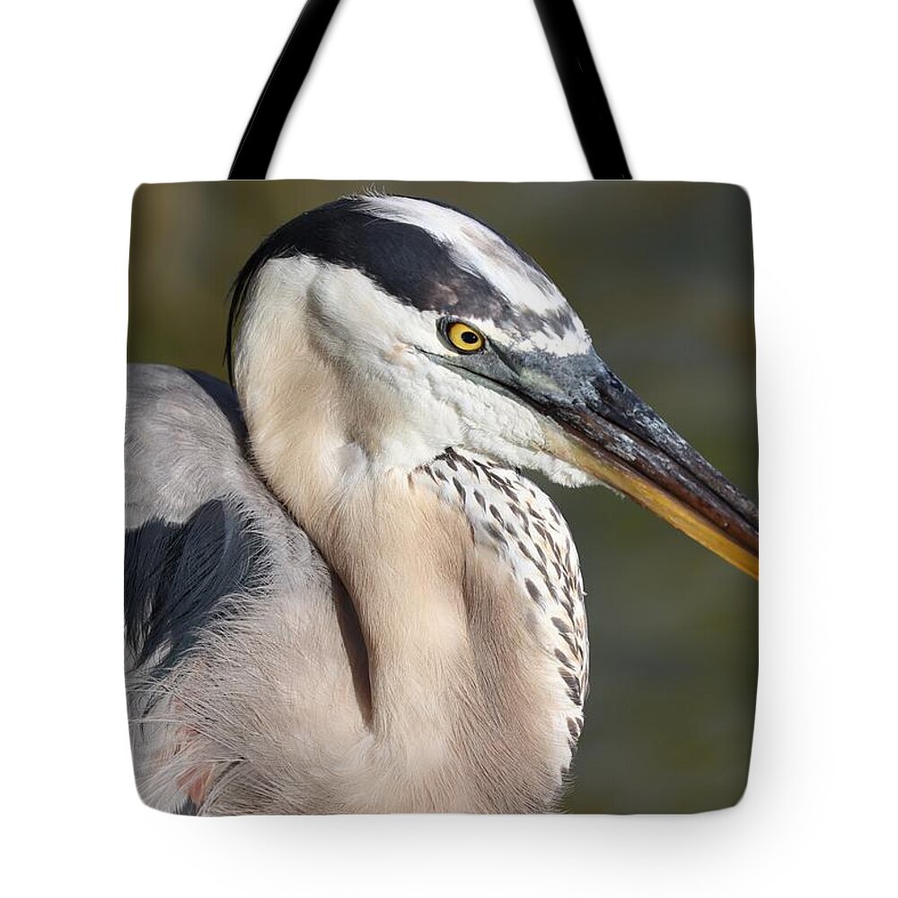 Blue Heron Tote Bag featuring the photograph Portrait of a Great Blue Heron by Mingming Jiang