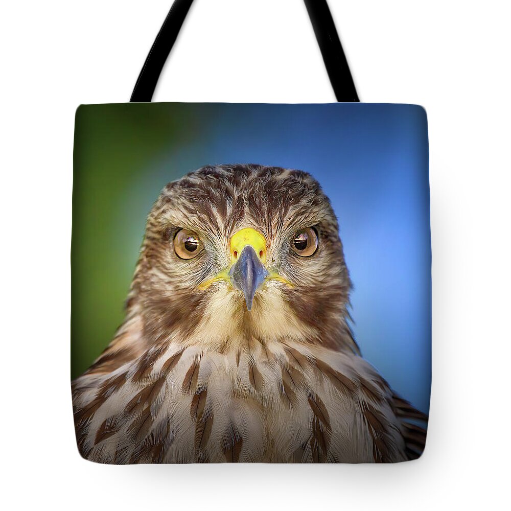 Red Shouldered Hawk Tote Bag featuring the photograph Portrait of a Raptor by Mark Andrew Thomas