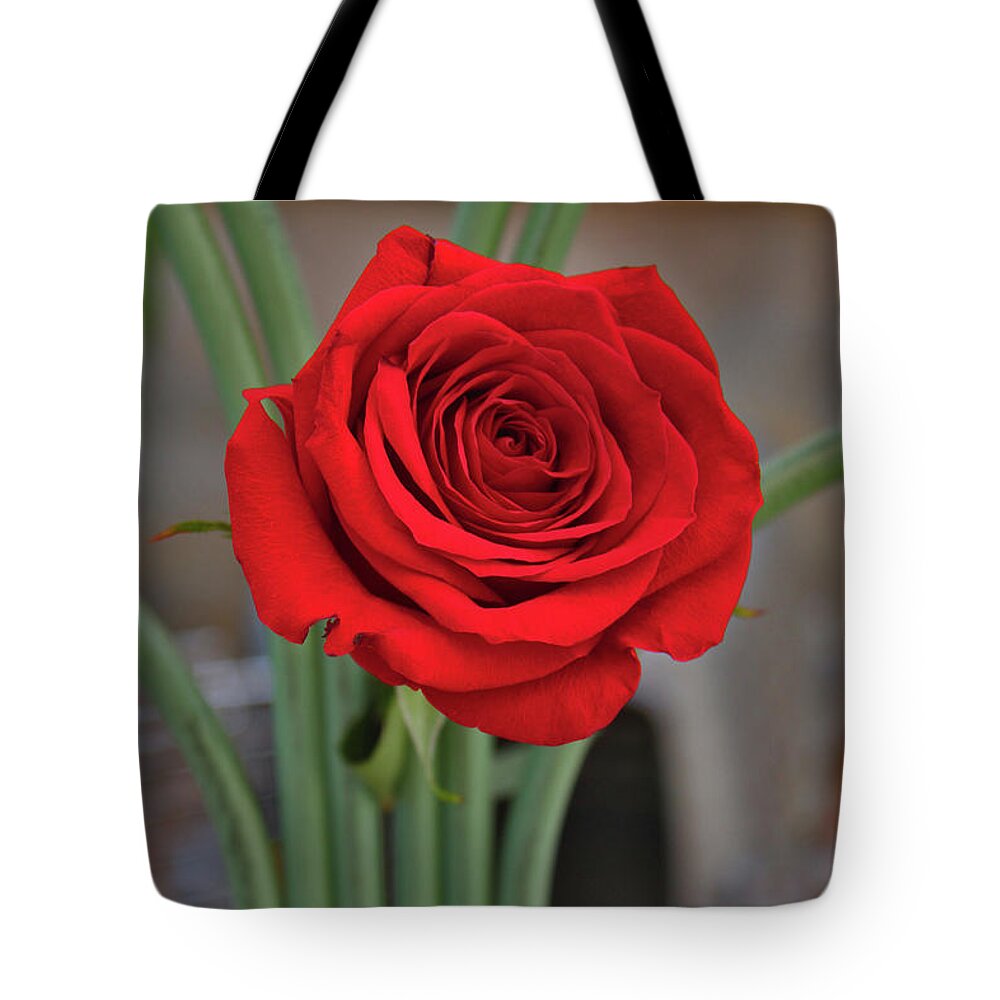 Portrait Of A Rose Tote Bag featuring the photograph Portrait Of A Rose by Linda Sannuti