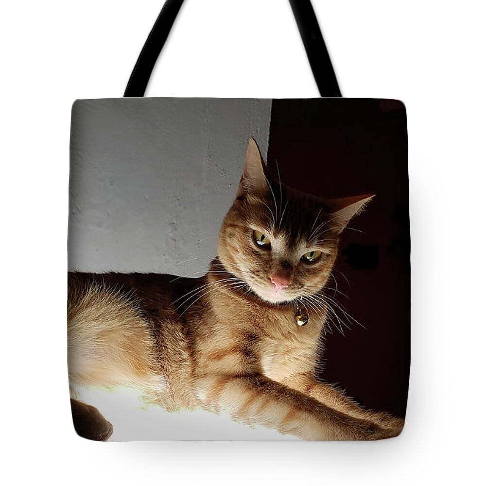 Ginger Cat Tote Bag featuring the photograph Portrait Of Goldie by Rosanne Licciardi