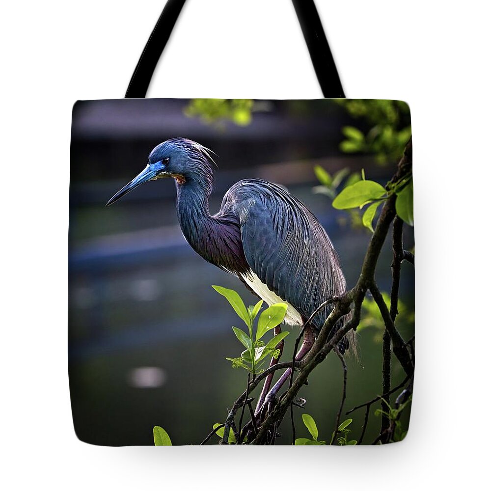 Avian Tote Bag featuring the photograph Posing Tri-colored Heron during mating season by Ronald Lutz