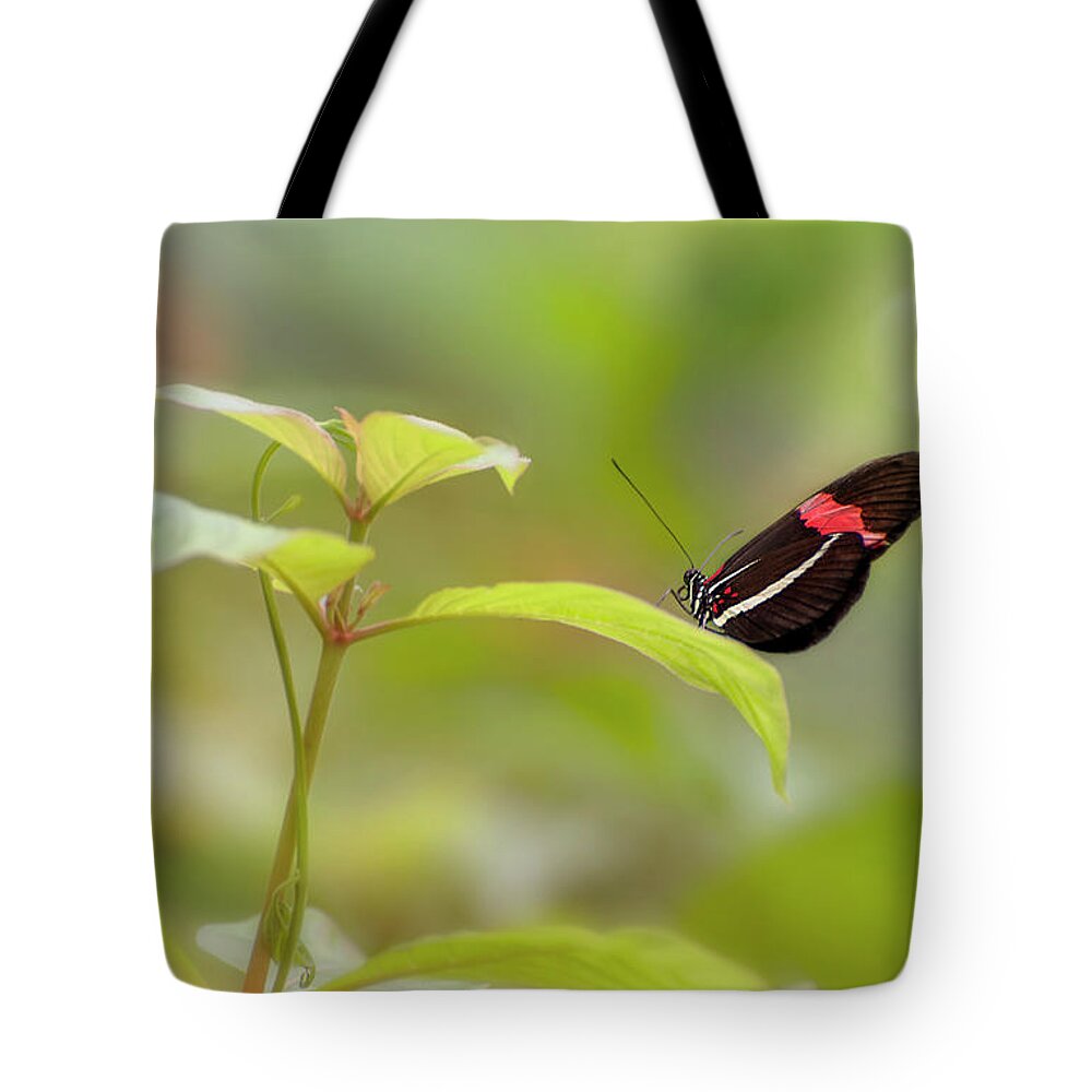 Postman Butterfly Tote Bag featuring the photograph Postman Butterfly by John Poon