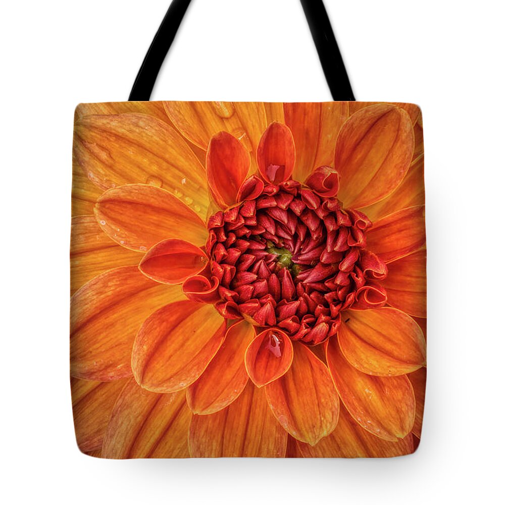 Flower Tote Bag featuring the photograph Power Orange Dahlia by Phillip Rubino