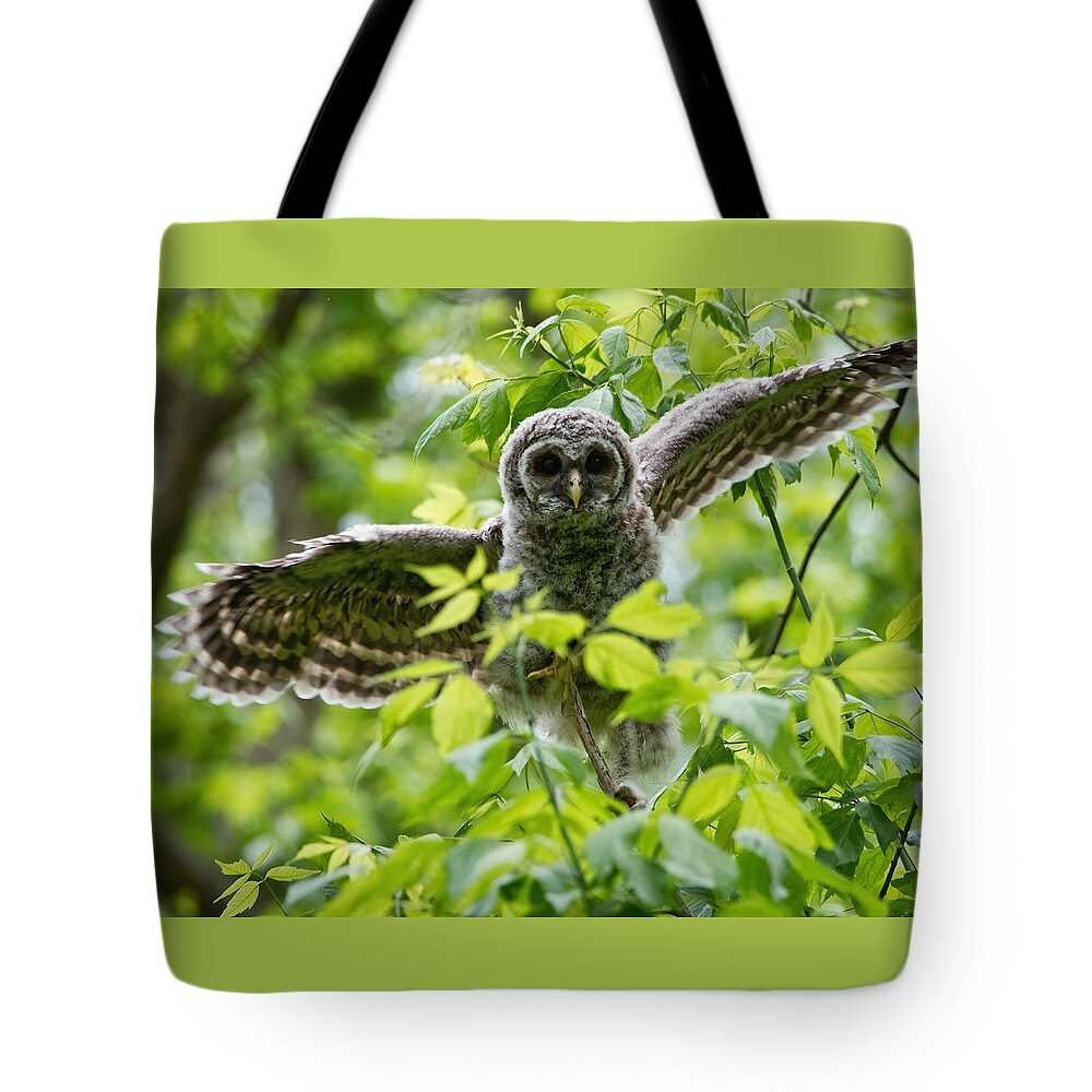 Owlet Tote Bag featuring the photograph Practice Flight by Judy Link Cuddehe