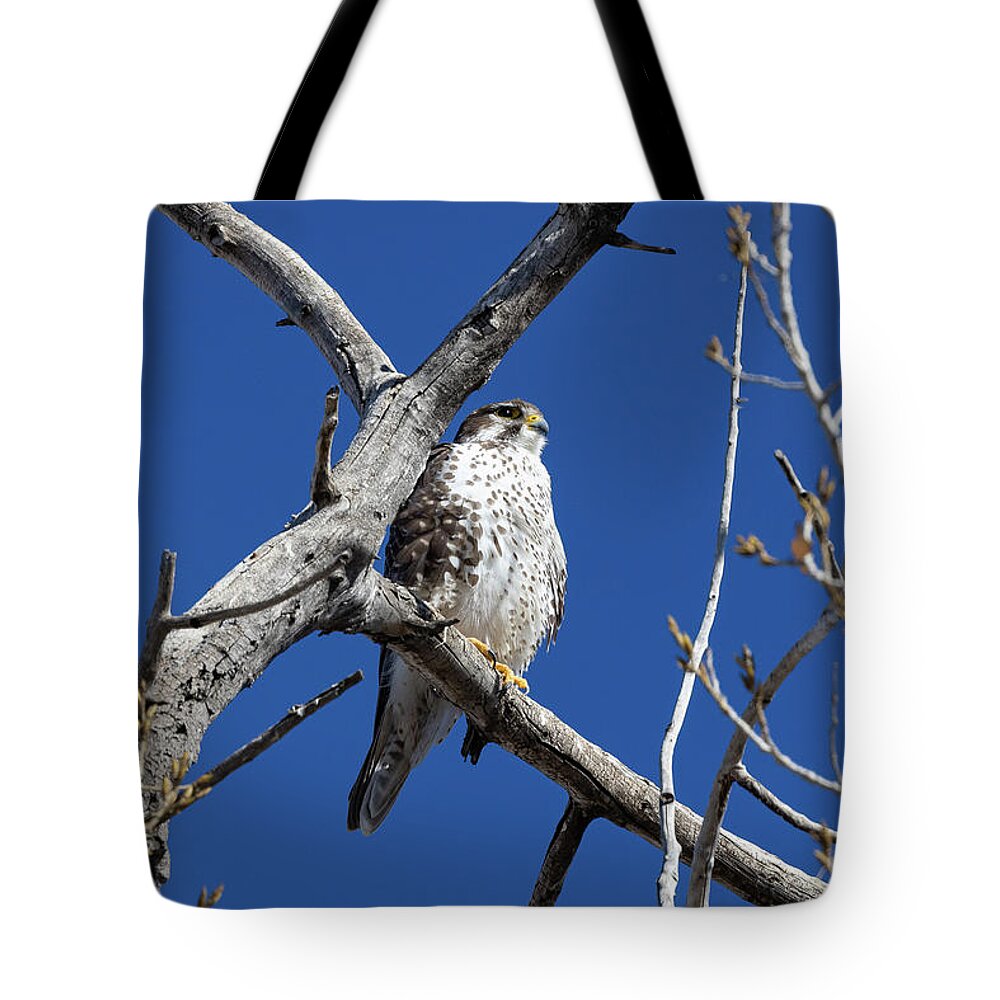 Wildlife Tote Bag featuring the photograph Prairie Falcon Keeps Watch From on High by Tony Hake