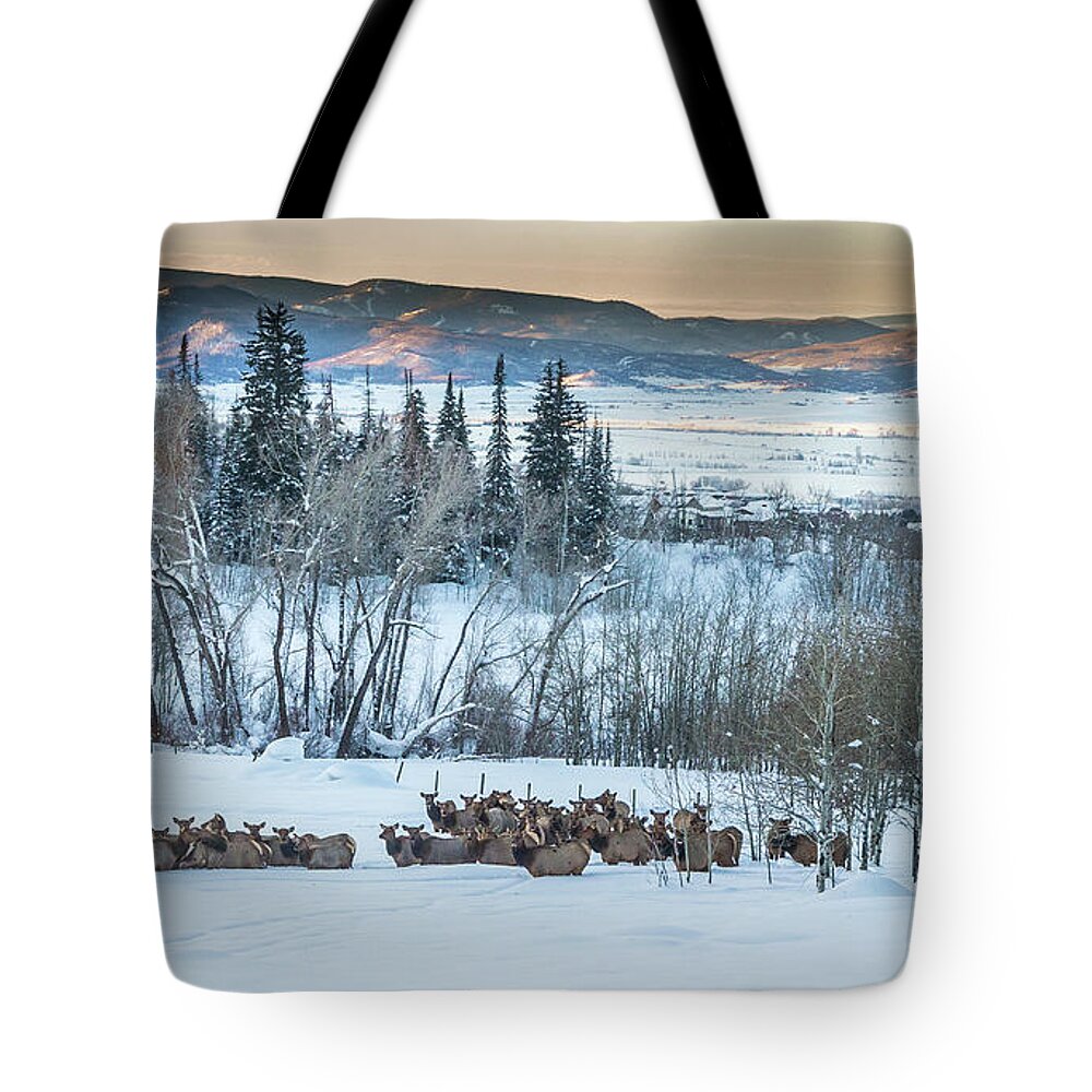 Tote Bag featuring the photograph Pre Dawn Gathering by Kevin Dietrich