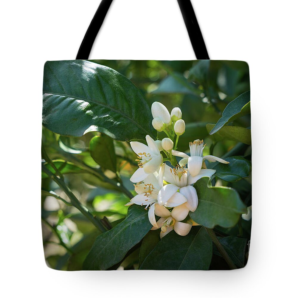 Orange Blossom Tote Bag featuring the photograph Pretty white orange blossoms and green leaves by Adriana Mueller