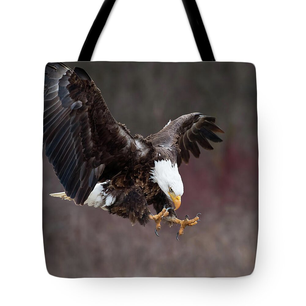 Eagle Tote Bag featuring the photograph Prey Spotted by CR Courson