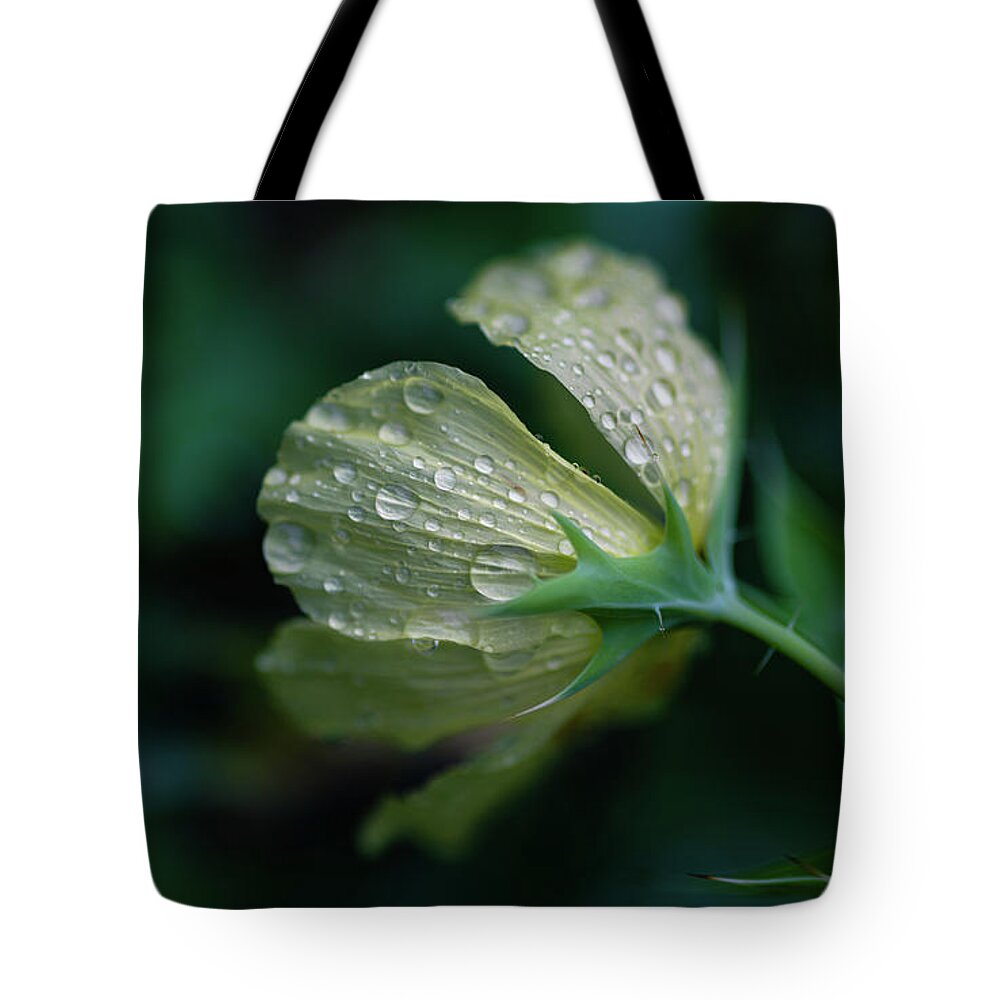 Poppy Tote Bag featuring the photograph Prickly Poppy Flower by Rachel Morrison