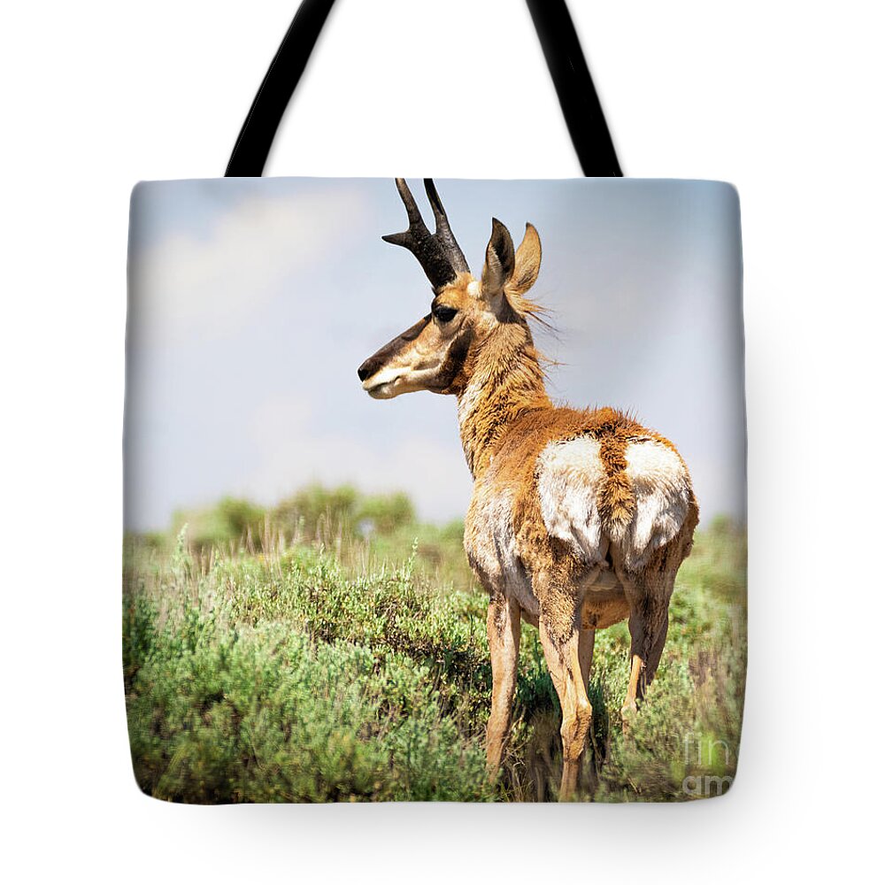 Pronghorn Tote Bag featuring the photograph Pronghorn by Vincent Bonafede