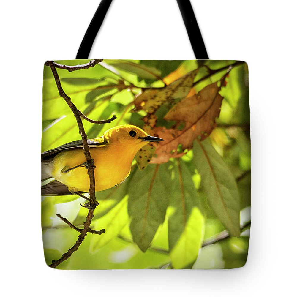 Bird Tote Bag featuring the photograph Prothonotary Warbler 2 by Bob Decker