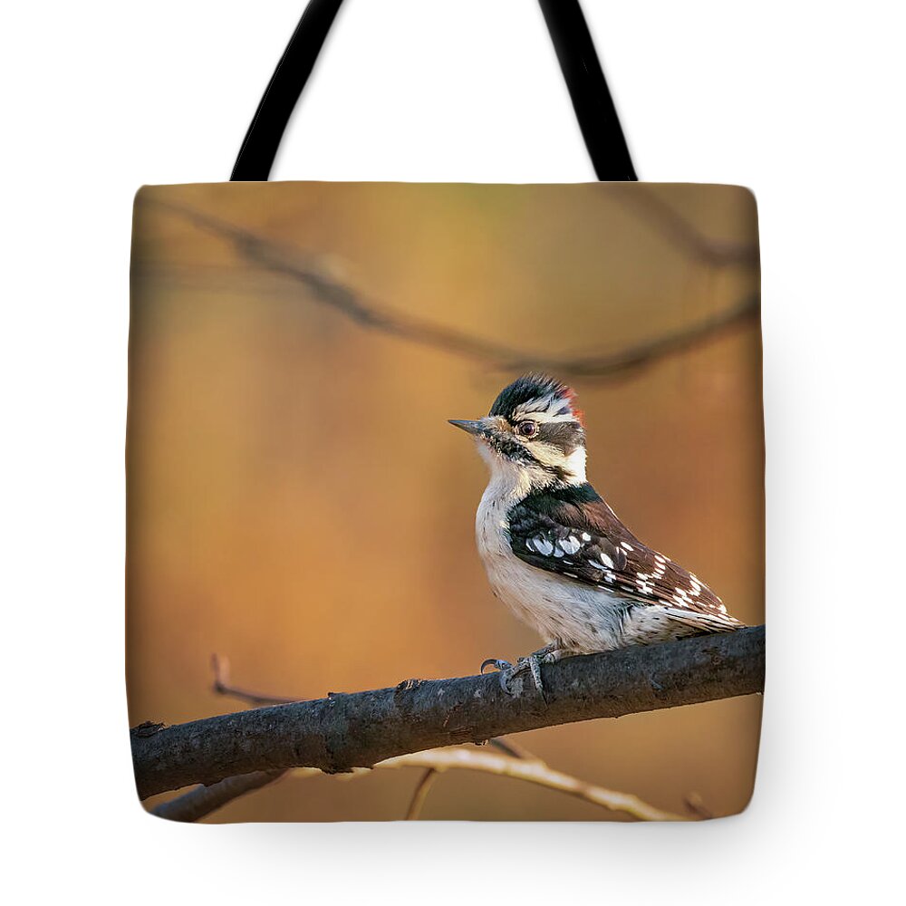 Nature Tote Bag featuring the photograph Proud Downy Woodpecker by Kristia Adams