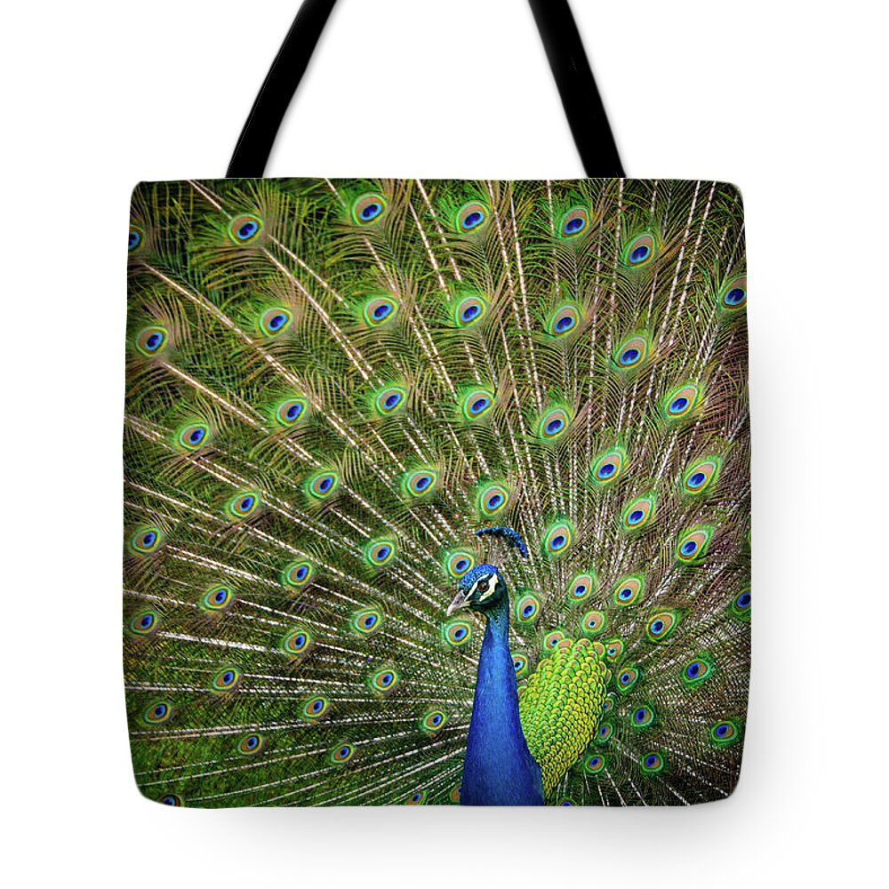 Peacock Tote Bag featuring the photograph Proud Peacock by Louise Tanguay