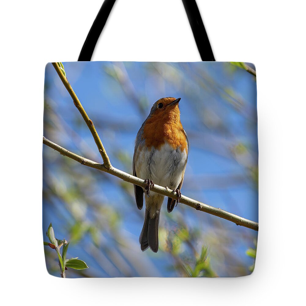 Robin Tote Bag featuring the photograph Proud Robin by Steev Stamford