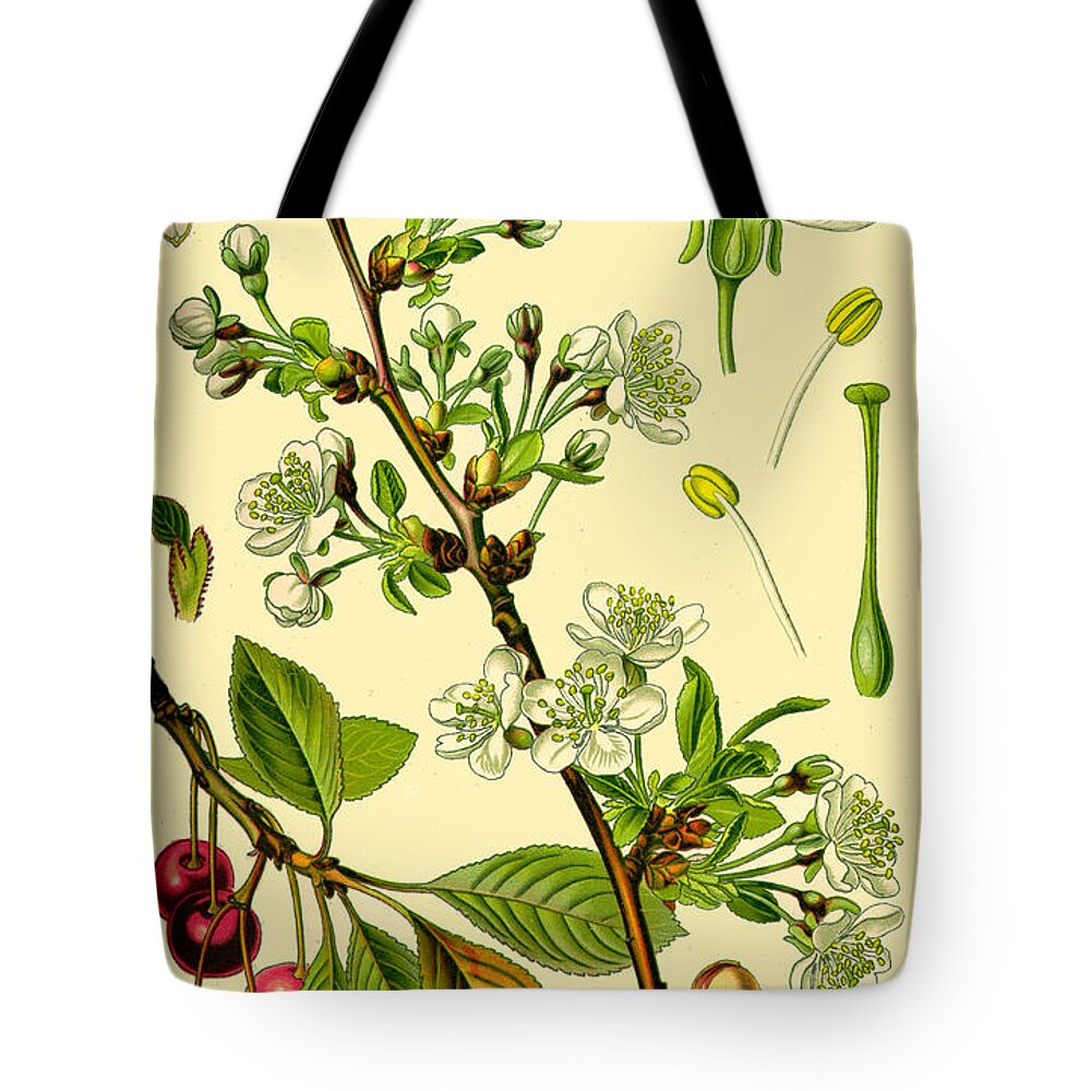 Otto Wilhelm Thome Tote Bag featuring the drawing Prunus cerasus by Otto Wilhelm Thome