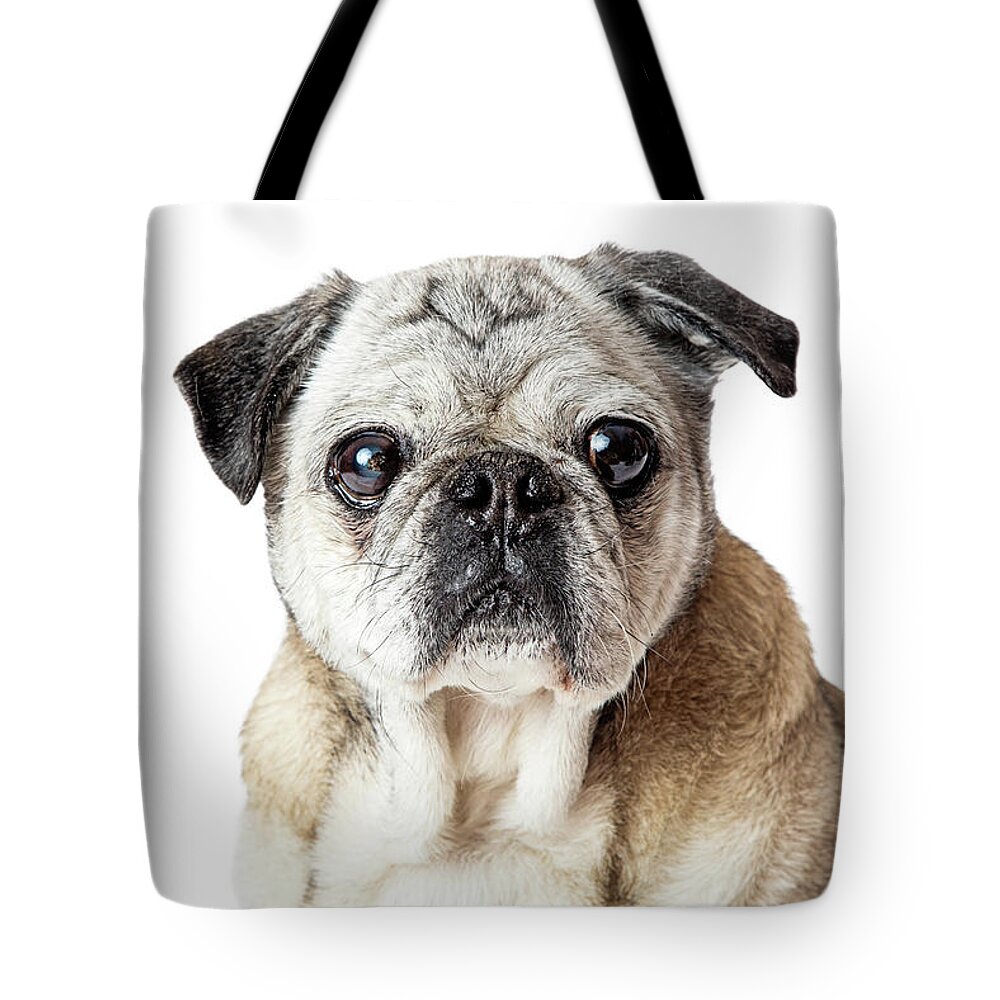 Pug Tote Bag featuring the photograph Pug Dog Close up Looking Forward by Good Focused