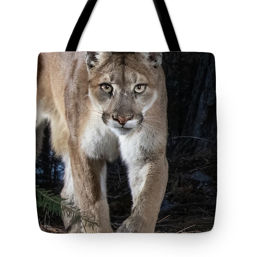 Puma Tote Bag featuring the photograph Puma Concolor by Randy Robbins