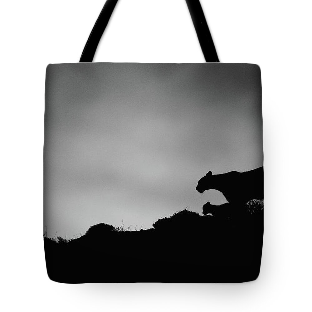 Puma Tote Bag featuring the photograph Puma Family Silhouette by Max Waugh