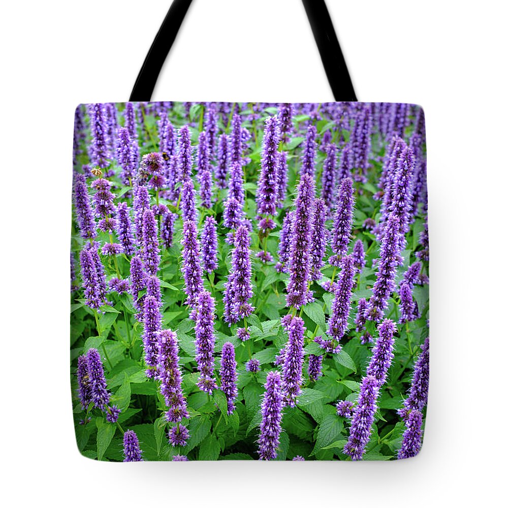 Purple Tote Bag featuring the photograph Purple Anise Hyssop by Nigel R Bell