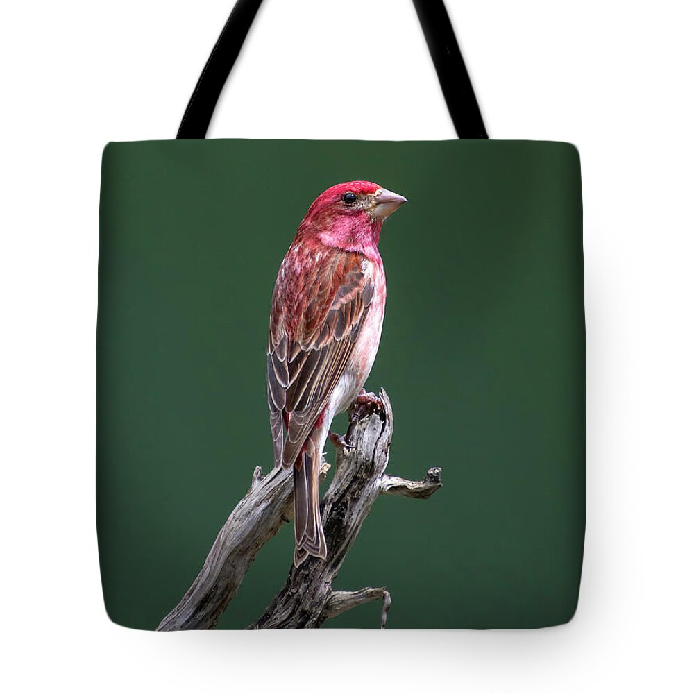 Bird Tote Bag featuring the photograph Purple Finch New York by Christina Rollo