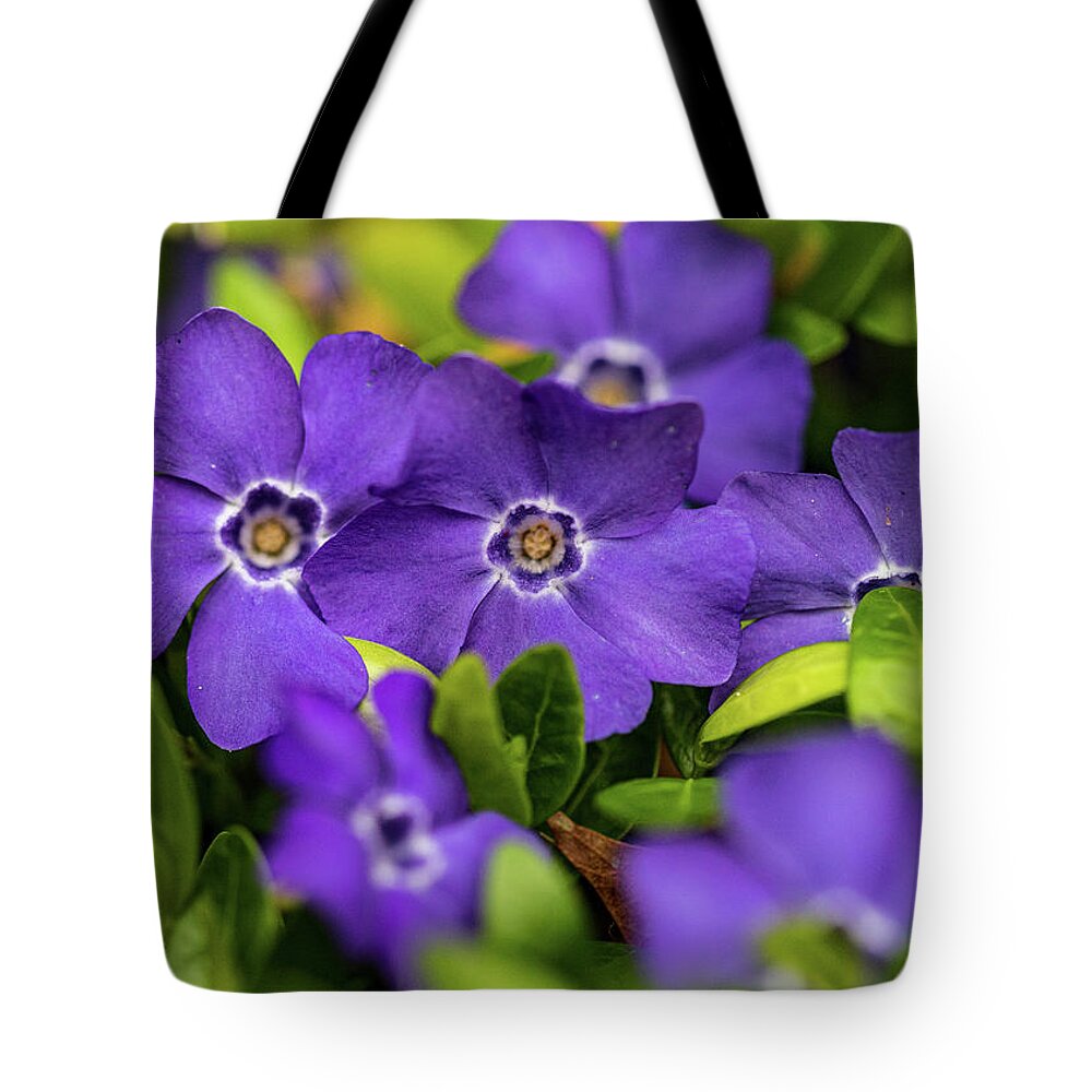 Plants Tote Bag featuring the photograph Purple Flowers In The Garden by Amelia Pearn
