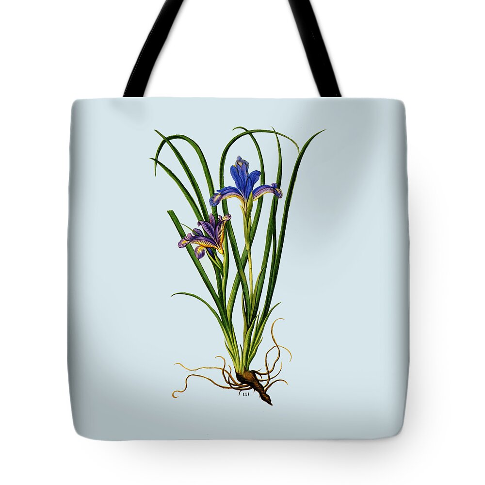 Beardless Purple Iris Tote Bag featuring the drawing Purple Iris Flower by Madame Memento