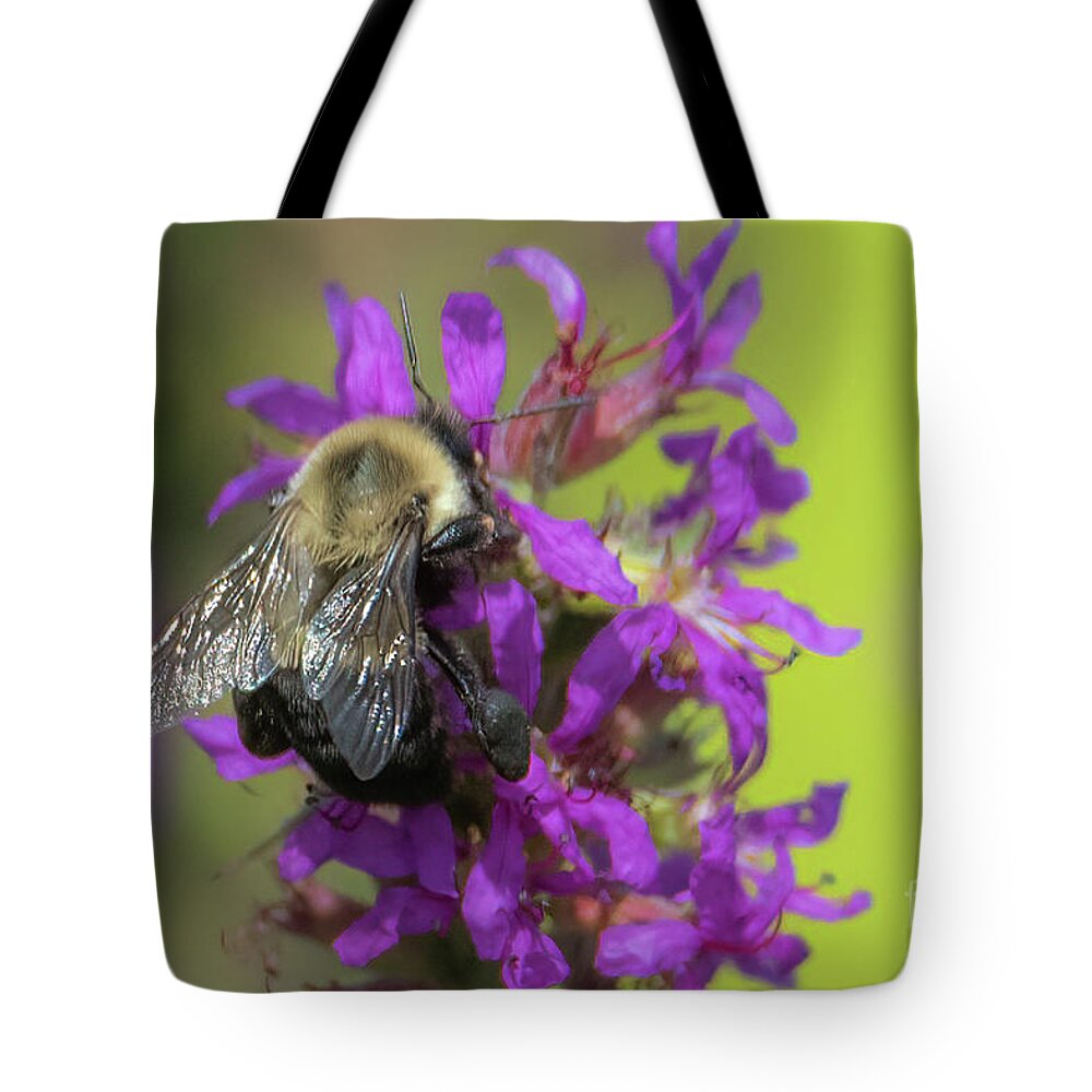 Purple Loosestrife Tote Bag featuring the photograph Purple Loosestrife #2 by Lorraine Cosgrove