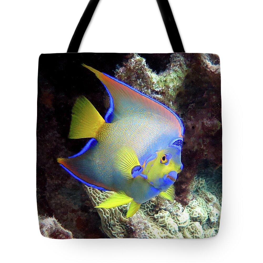 Underwater Tote Bag featuring the photograph Queen Angelfish 28 by Daryl Duda