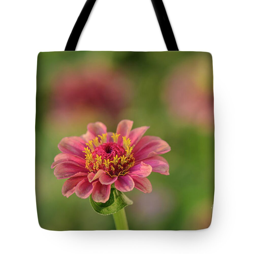 Queen Lime Red Zinnia Tote Bag featuring the photograph Queen Lime Red Zinnia by Tamara Becker
