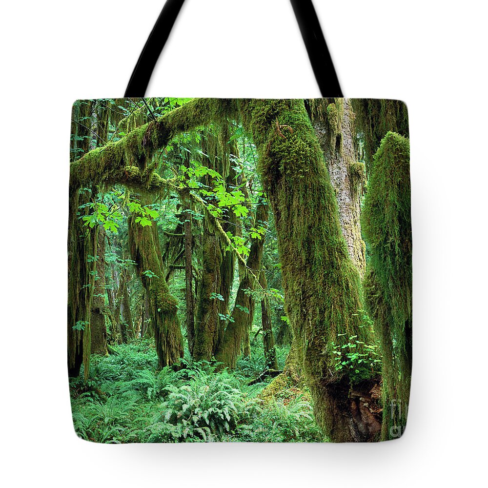 00173596 Tote Bag featuring the photograph Quinault Rain Forest by Tim Fitzharris