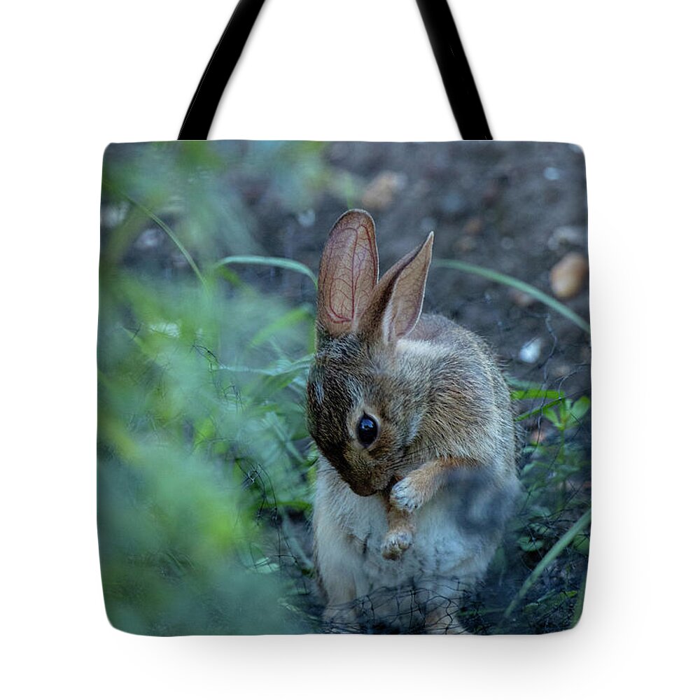 Rabbit Tote Bag featuring the photograph Rabbit Grooming II by Rachel Morrison