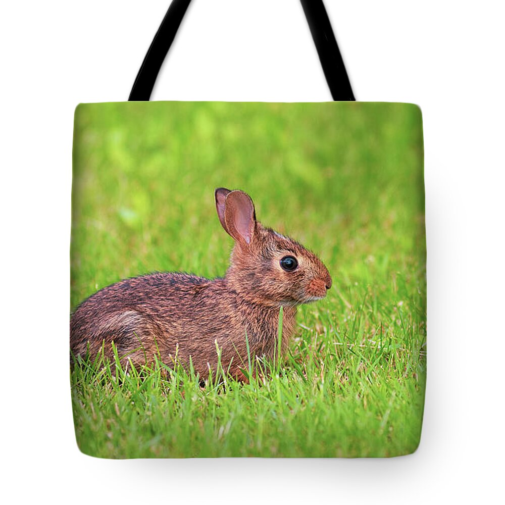 Animals Tote Bag featuring the photograph Rabbit in the Grass by Amelia Pearn