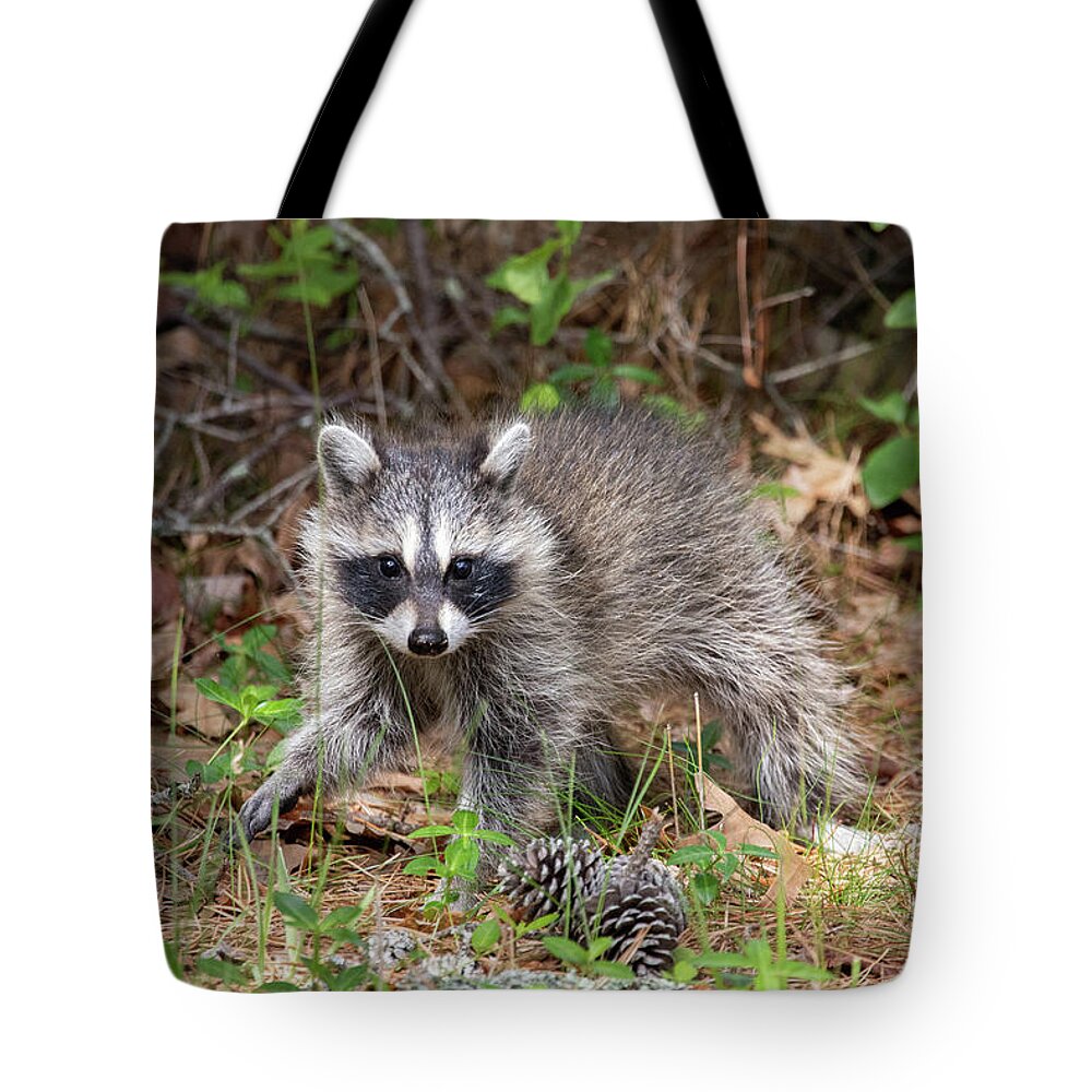 Young Raccoon Tote Bag featuring the photograph Raccoon by Jeannette Hunt