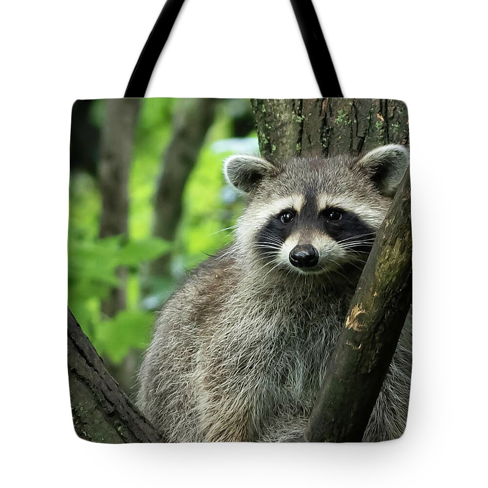 Raccoon Tote Bag featuring the photograph Raccoon by Ron Grafe