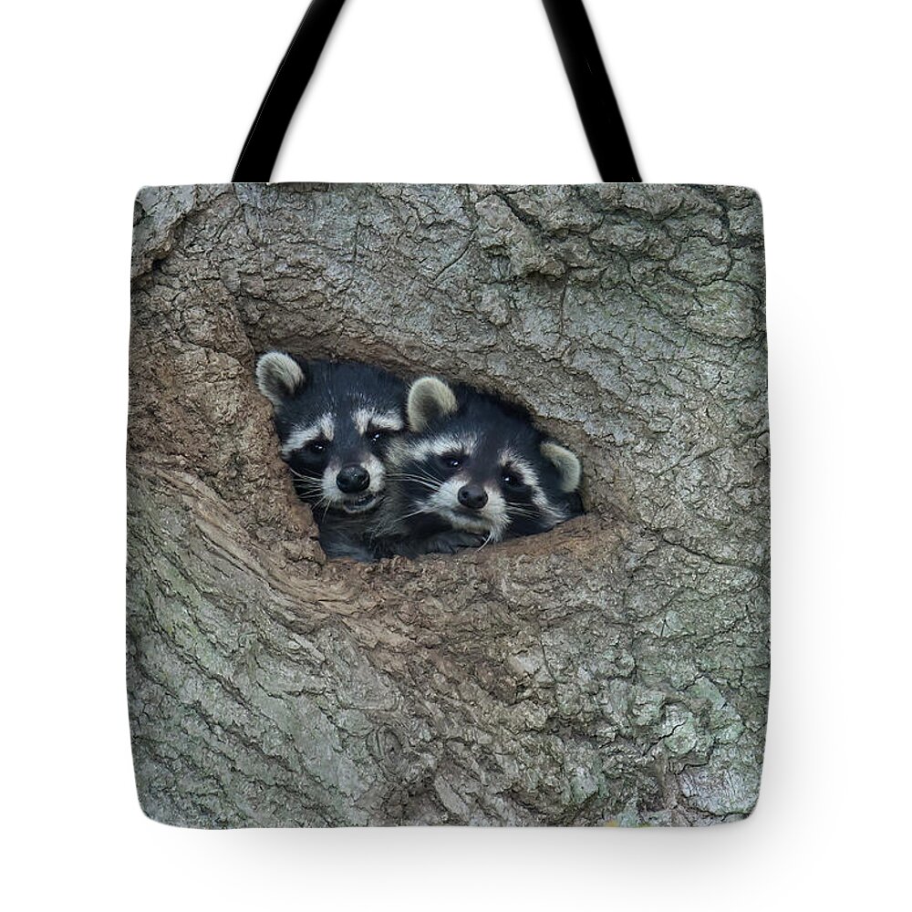 Racoons In Tree Tote Bag featuring the photograph Racoons In Tree by Brook Burling