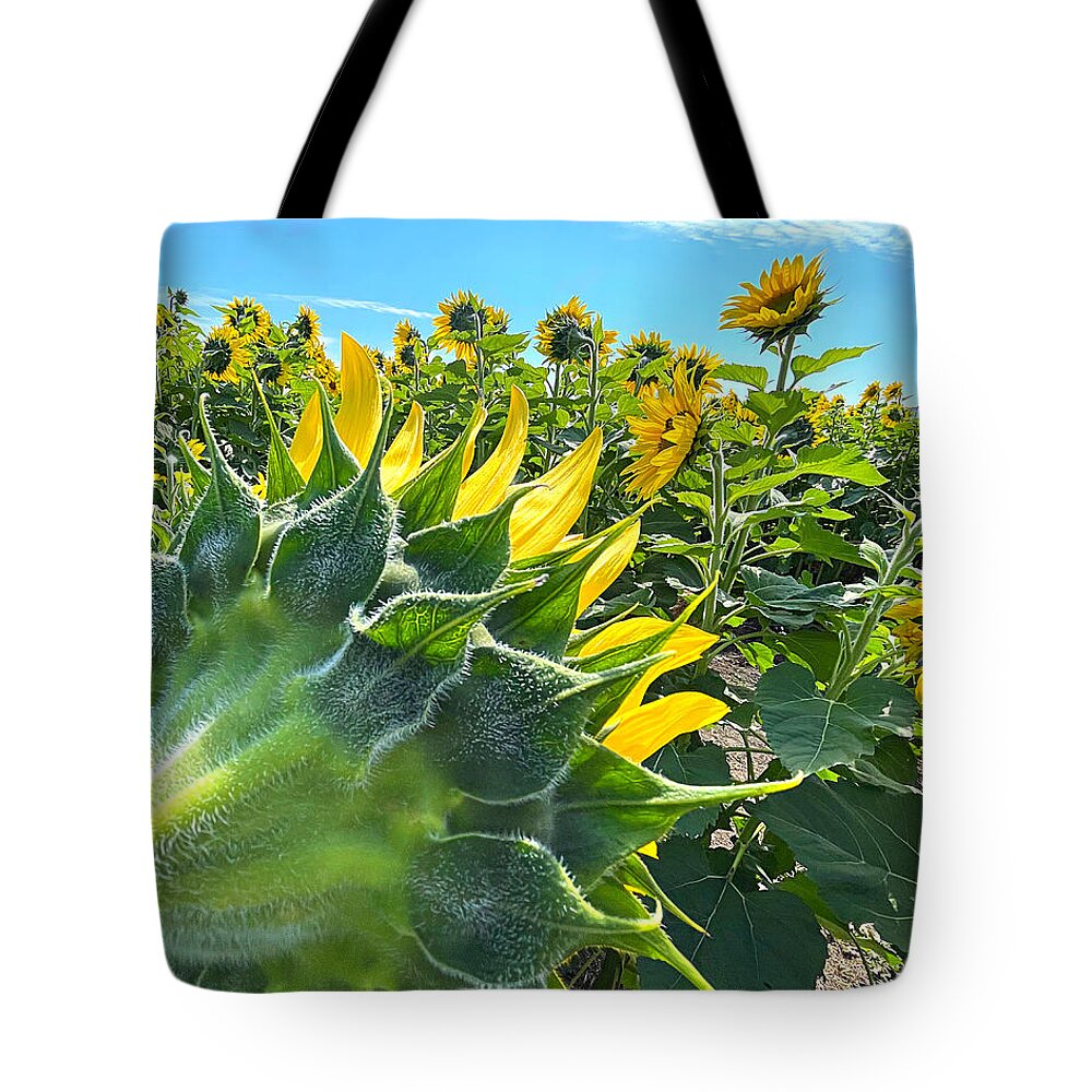 Sunflower Tote Bag featuring the photograph Radar Love by Lee Darnell