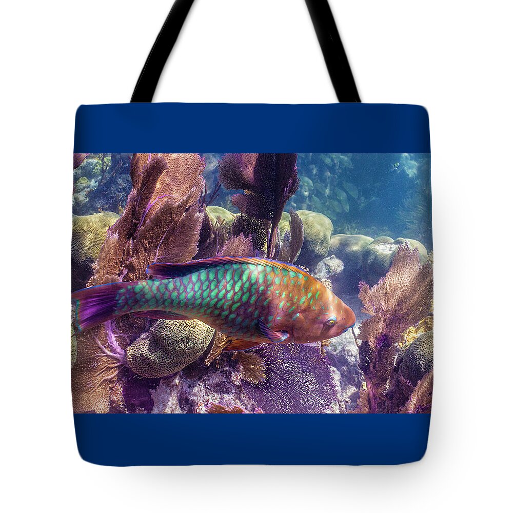 Animals Tote Bag featuring the photograph Rainbow Ridge by Lynne Browne