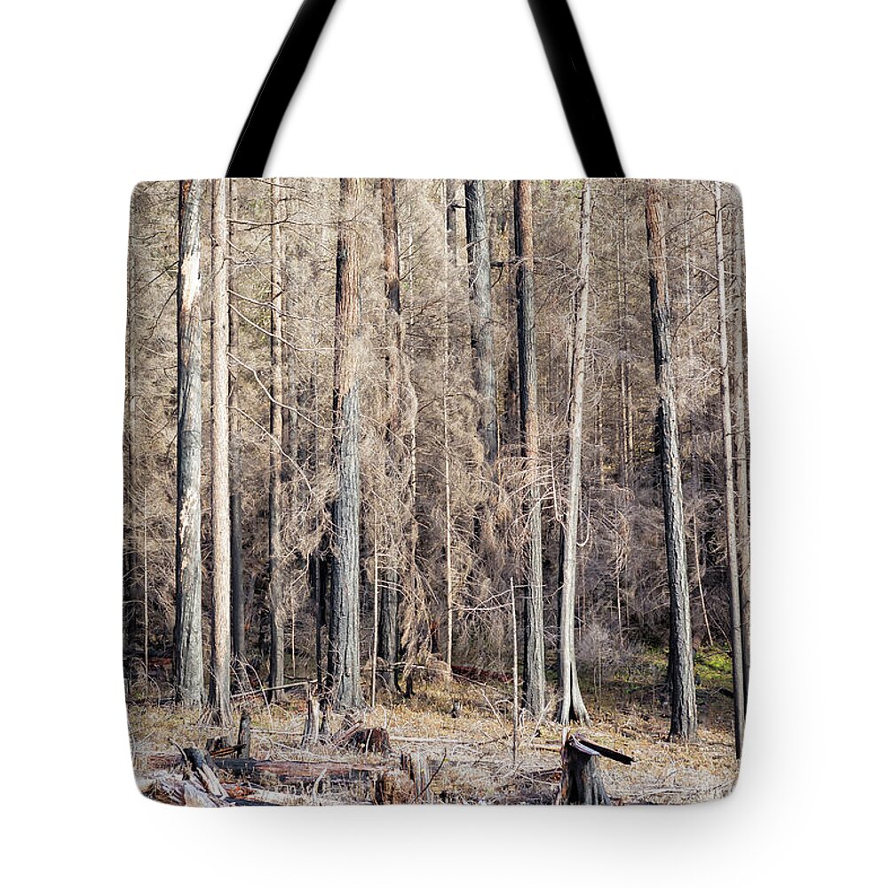 Burnt Tote Bag featuring the photograph Ravaged - Start of French Pete Creek Trail by Belinda Greb