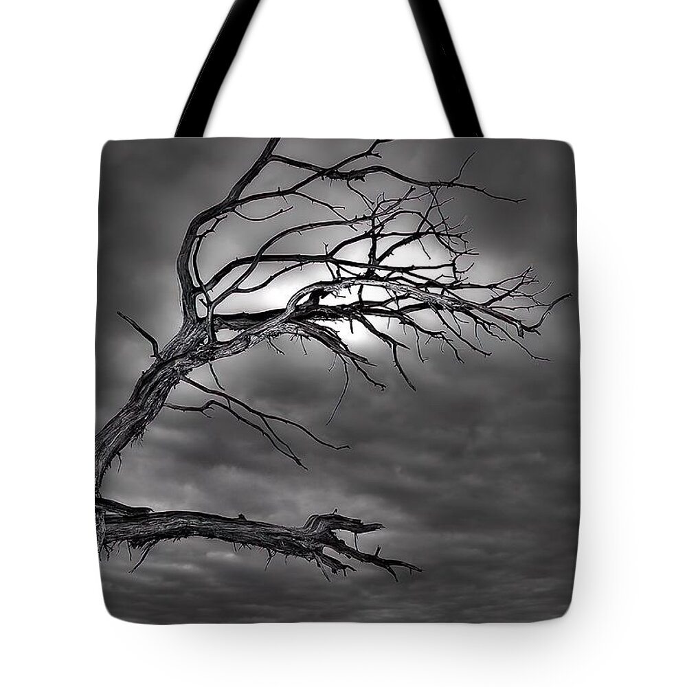 Branches Tote Bag featuring the photograph Reaching by DArcy Evans