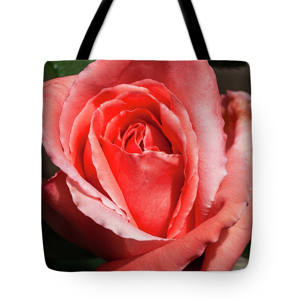 Home Garden Tote Bag featuring the photograph Reaching Full Bloom by Ryan Huebel